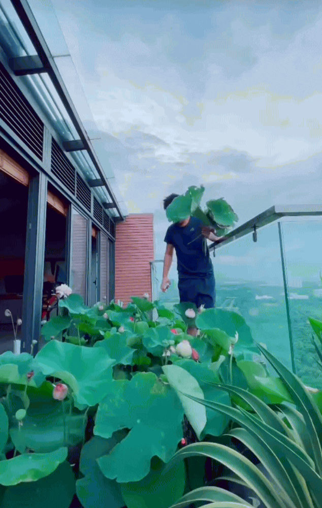 Ông bố trẻ biến sân thượng penthouse thành hồ sen nở rực – thành quả đẹp đến khó tin- Ảnh 2.