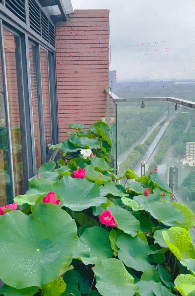 Ông bố trẻ biến sân thượng penthouse thành hồ sen nở rực – thành quả đẹp đến khó tin- Ảnh 6.