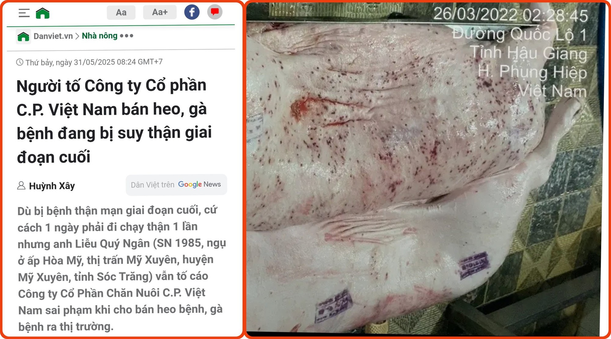 Thịt lợn bệnh làm thức ăn cho cá, chỉ cần "nấu lên là xong": Chuyên gia nói gì?- Ảnh 1.