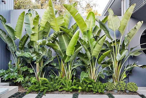 Ông bà dặn kỹ: "Trước cau sau chuối" - Sự thật là gì mà người nhà giàu không dám đảo ngược?- Ảnh 3.