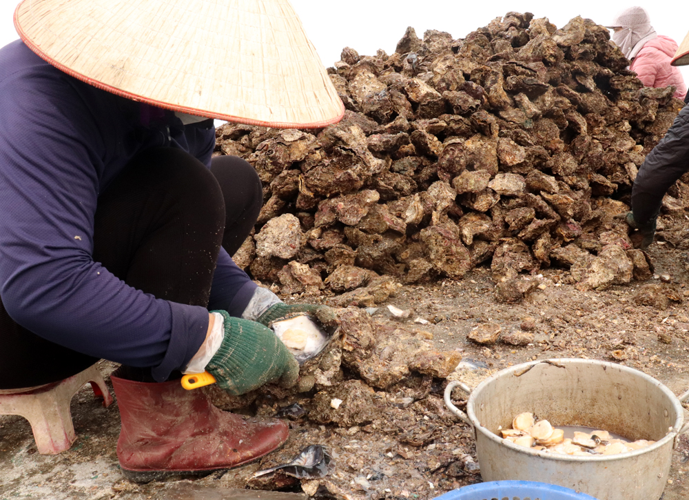 Đến hòn đảo này ai cũng ngơ ngác hỏi "đanh-hà-quăn" là gì, một khi đã biết sẽ lập tức tìm chỗ ăn cho bằng được!- Ảnh 2. Đến hòn đảo này ai cũng ngơ ngác hỏi "đanh-hà-quăn" là gì, một khi đã biết sẽ lập tức tìm chỗ ăn cho bằng được!- Ảnh 2.