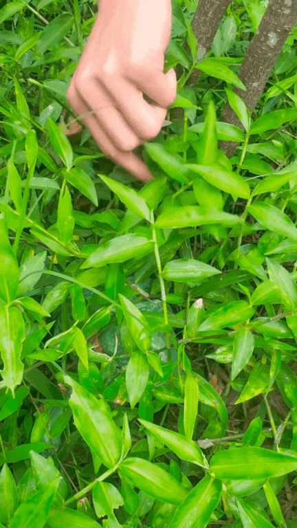 "Loại rau" gây ngỡ ngàng nhất mùa hè này: Tưởng là cỏ mọc dại nhưng nấu được loạt món ngon giúp thanh nhiệt cực tốt- Ảnh 1.