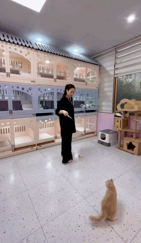 Nữ chính xinh nhất Độc Đạo khoe căn "chung cư cao cấp" cho đàn mèo cưng, dân mạng ùa nhau xinh link!- Ảnh 7.