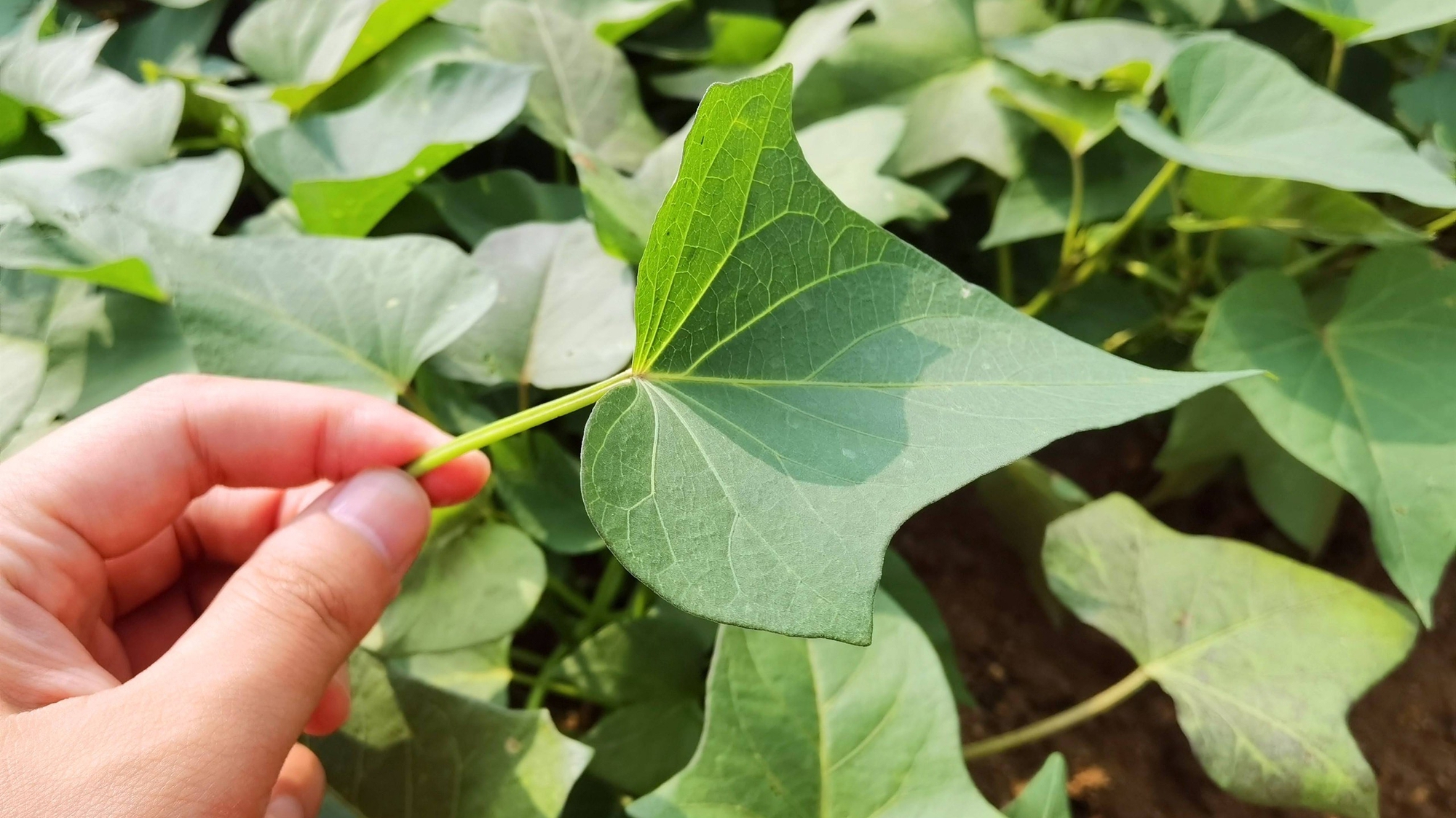 Đừng để cái nóng bức bối làm hỏng khẩu vị: 4 loại rau "vàng" tháng 7 giúp giải nhiệt, ngon miệng, tốt cho sức khỏe- Ảnh 3. Đừng để cái nóng bức bối làm hỏng khẩu vị: 4 loại rau "vàng" tháng 7 giúp giải nhiệt, ngon miệng, tốt cho sức khỏe- Ảnh 3.
