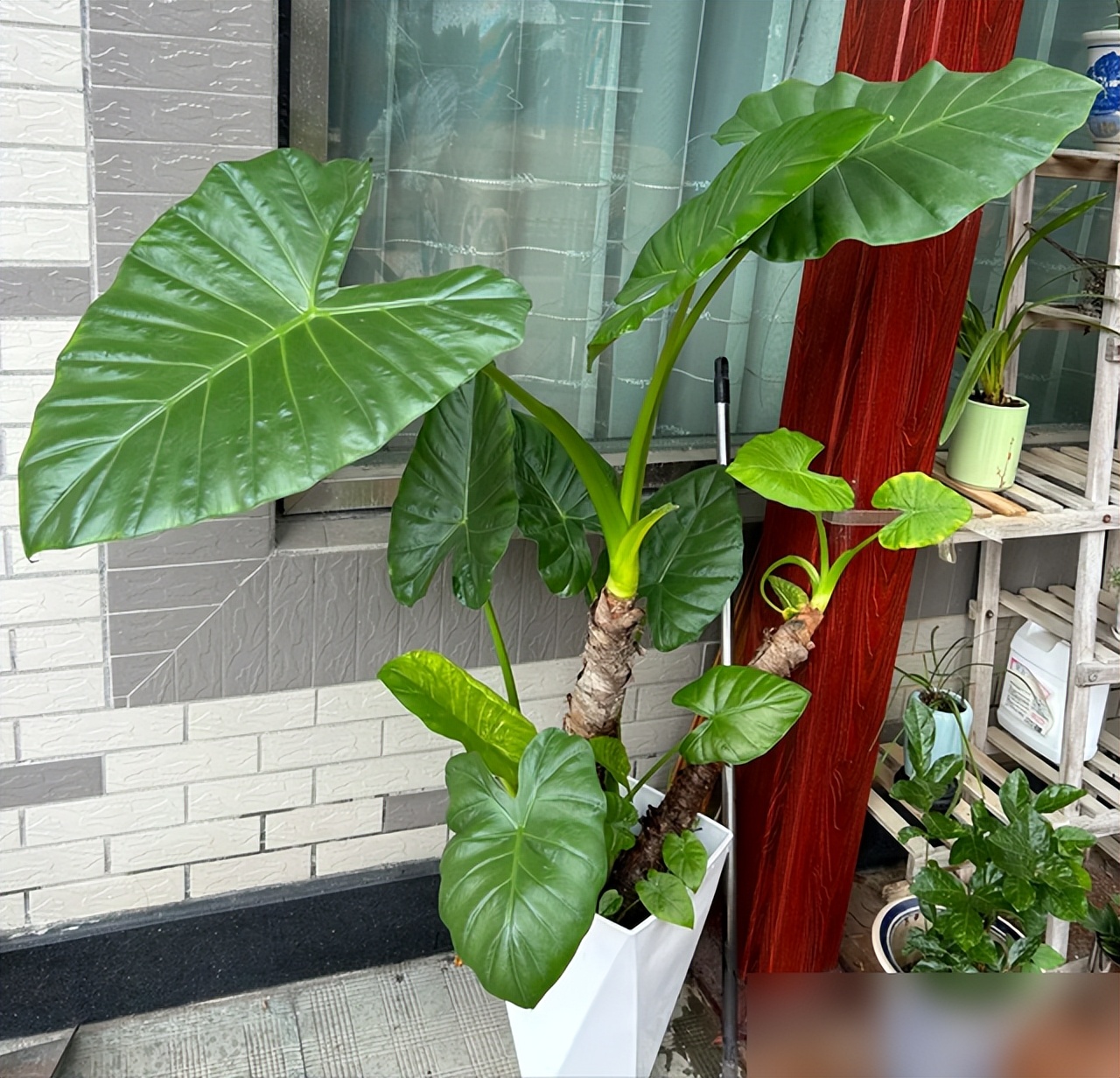 "Hoa nở rộ nhưng vận không thịnh": 6 loại hoa đẹp nhưng không nên trồng trong nhà, đừng để vẻ ngoài đánh lừa bạn- Ảnh 3.