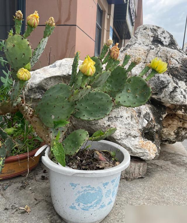 "Hoa nở rộ nhưng vận không thịnh": 6 loại hoa đẹp nhưng không nên trồng trong nhà, đừng để vẻ ngoài đánh lừa bạn- Ảnh 5.