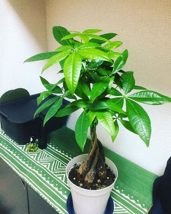 Ông bà dặn con cháu: Trong nhà có 9 cây như vòi rồng phun lộc, may mắn tiền tài tràn về không kịp hốt- Ảnh 9.