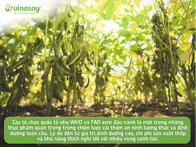 Đậu nành – Hạt "vàng" trong làng hạt lên ngôi theo xu hướng dinh dưỡng thực vật- Ảnh 4.