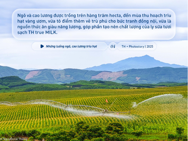 Bức tranh thiên nhiên ngút tầm mắt chỉ có ở nơi sản xuất sữa tươi sạch TH true MILK- Ảnh 5.