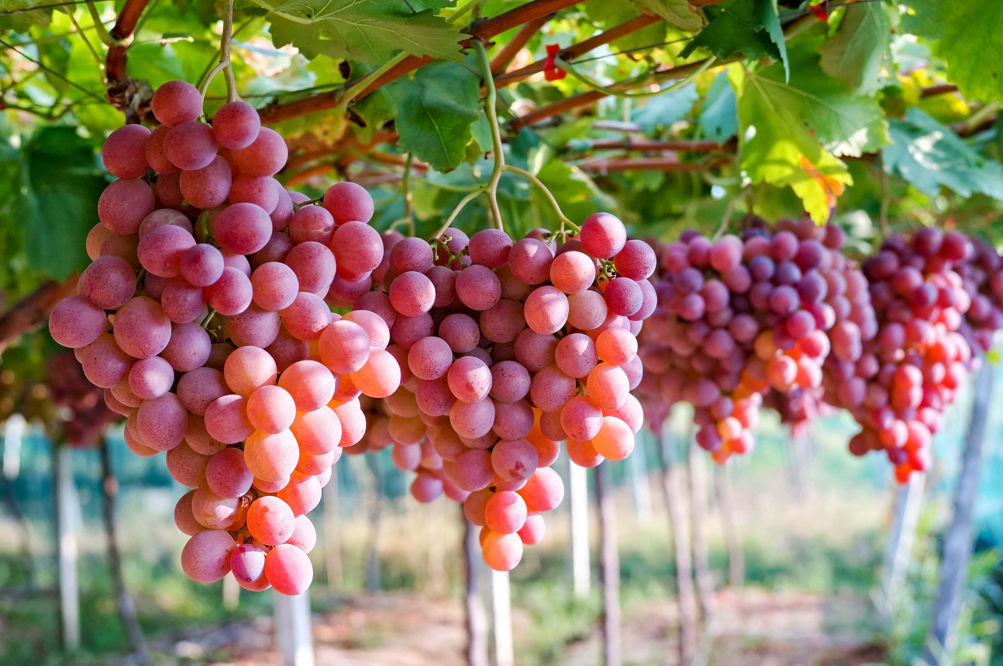 Muốn da đẹp luôn ẩm mịn, trắng sáng vào mùa hè? Ăn ngay 5 loại trái cây "thần kỳ" này!- Ảnh 1. Muốn da đẹp luôn ẩm mịn, trắng sáng vào mùa hè? Ăn ngay 5 loại trái cây "thần kỳ" này!- Ảnh 1.