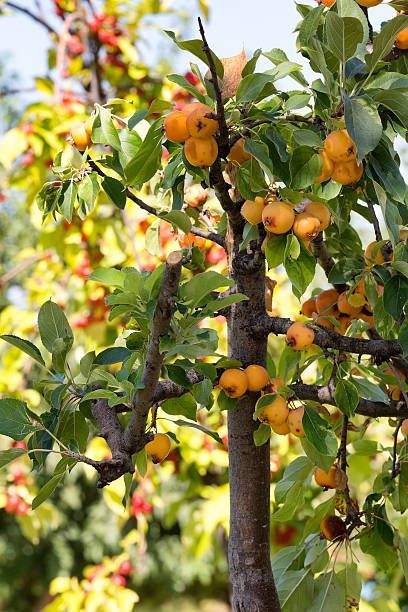 "Trồng cây là trồng phúc, giữ cây là giữ lộc" - Nhà có 7 cây này quý nhân chắc chắn ghé thăm!- Ảnh 1. "Trồng cây là trồng phúc, giữ cây là giữ lộc" - Nhà có 7 cây này quý nhân chắc chắn ghé thăm!- Ảnh 1.
