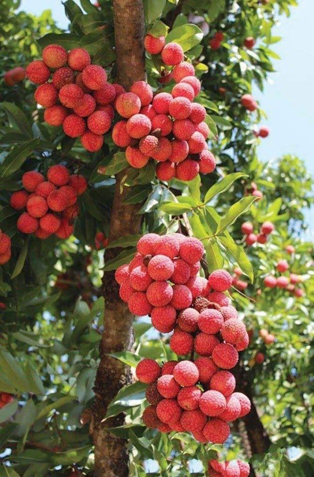 "Trồng cây là trồng phúc, giữ cây là giữ lộc" - Nhà có 7 cây này quý nhân chắc chắn ghé thăm!- Ảnh 4. "Trồng cây là trồng phúc, giữ cây là giữ lộc" - Nhà có 7 cây này quý nhân chắc chắn ghé thăm!- Ảnh 4.
