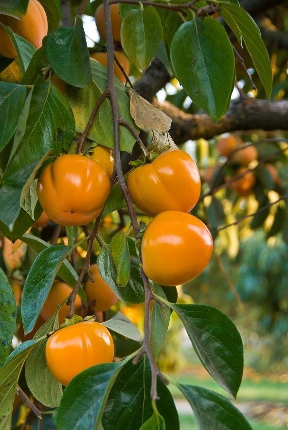 "Trồng cây là trồng phúc, giữ cây là giữ lộc" - Nhà có 7 cây này quý nhân chắc chắn ghé thăm!- Ảnh 2. "Trồng cây là trồng phúc, giữ cây là giữ lộc" - Nhà có 7 cây này quý nhân chắc chắn ghé thăm!- Ảnh 2.