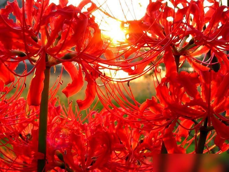 6 loài hoa bị xem là “điềm xấu” – nhưng thực ra có thể giúp nhà bạn an yên, sáng sủa và hút lộc- Ảnh 4.