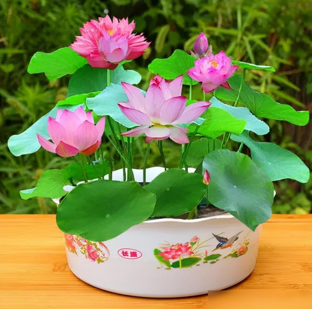 6 loài hoa bị xem là “điềm xấu” – nhưng thực ra có thể giúp nhà bạn an yên, sáng sủa và hút lộc- Ảnh 1.