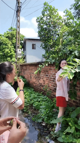 Video: Chu Thanh Huyền - vợ Quang Hải hái trộm ổi, lộ tính cách thật, còn đâu hình tượng nữ tổng tài dát hàng hiệu!- Ảnh 2.