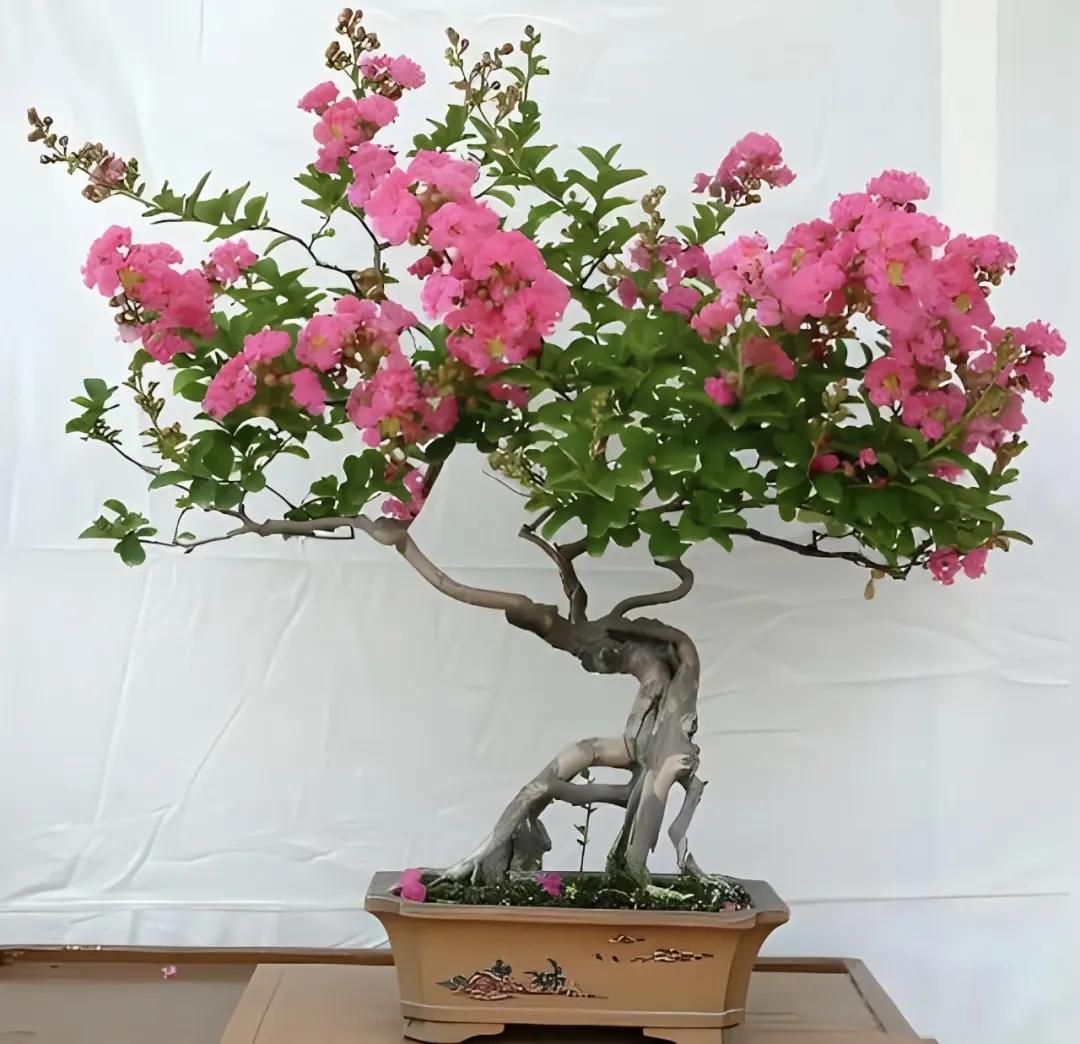6 loại cây cảnh trường thọ người giàu hay trồng: Có cây sống 200 năm, hoa vẫn nở sau khi chủ nhân mất- Ảnh 5.