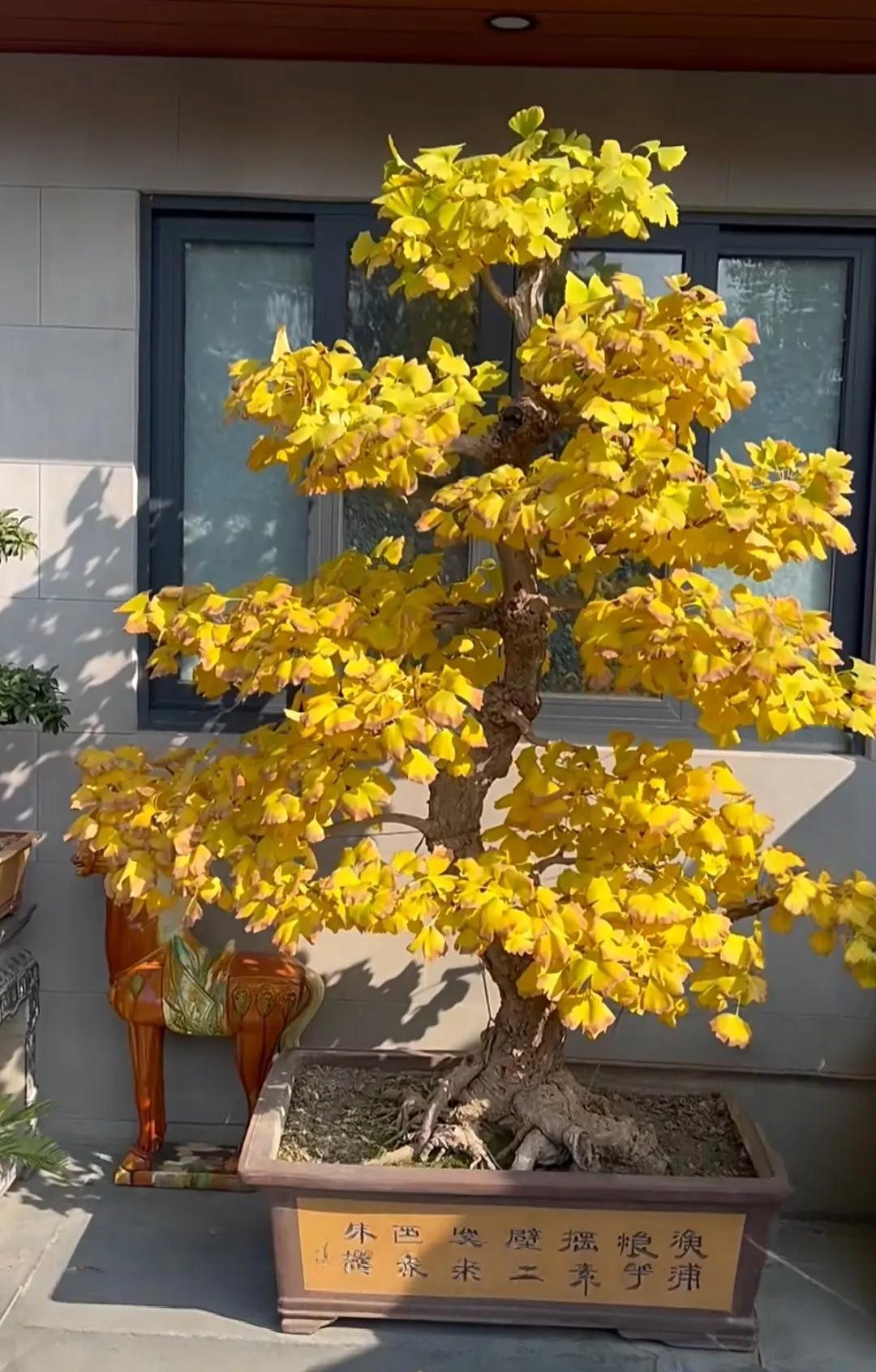 6 loại cây cảnh trường thọ người giàu hay trồng: Có cây sống 200 năm, hoa vẫn nở sau khi chủ nhân mất- Ảnh 6.