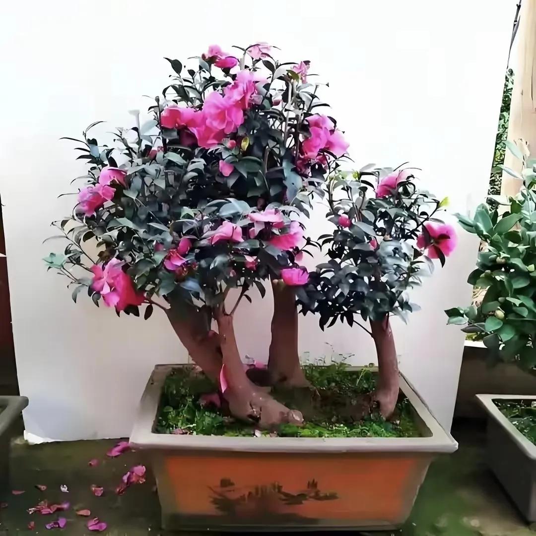 6 loại cây cảnh trường thọ người giàu hay trồng: Có cây sống 200 năm, hoa vẫn nở sau khi chủ nhân mất- Ảnh 2.