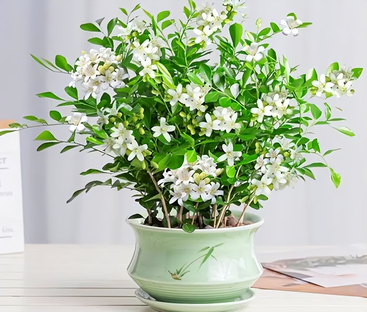 6 cây bonsai phong thủy nên trồng trong phòng khách – tụ vượng khí, giữ tài lộc, nhà càng ở càng thịnh- Ảnh 6.