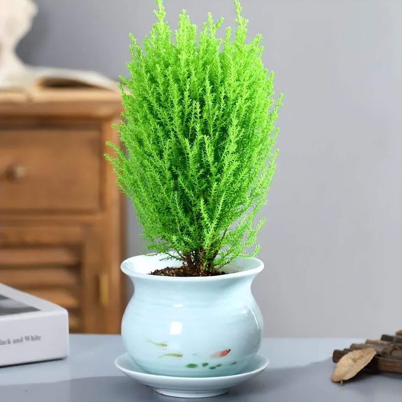 6 cây bonsai phong thủy nên trồng trong phòng khách – tụ vượng khí, giữ tài lộc, nhà càng ở càng thịnh- Ảnh 4.