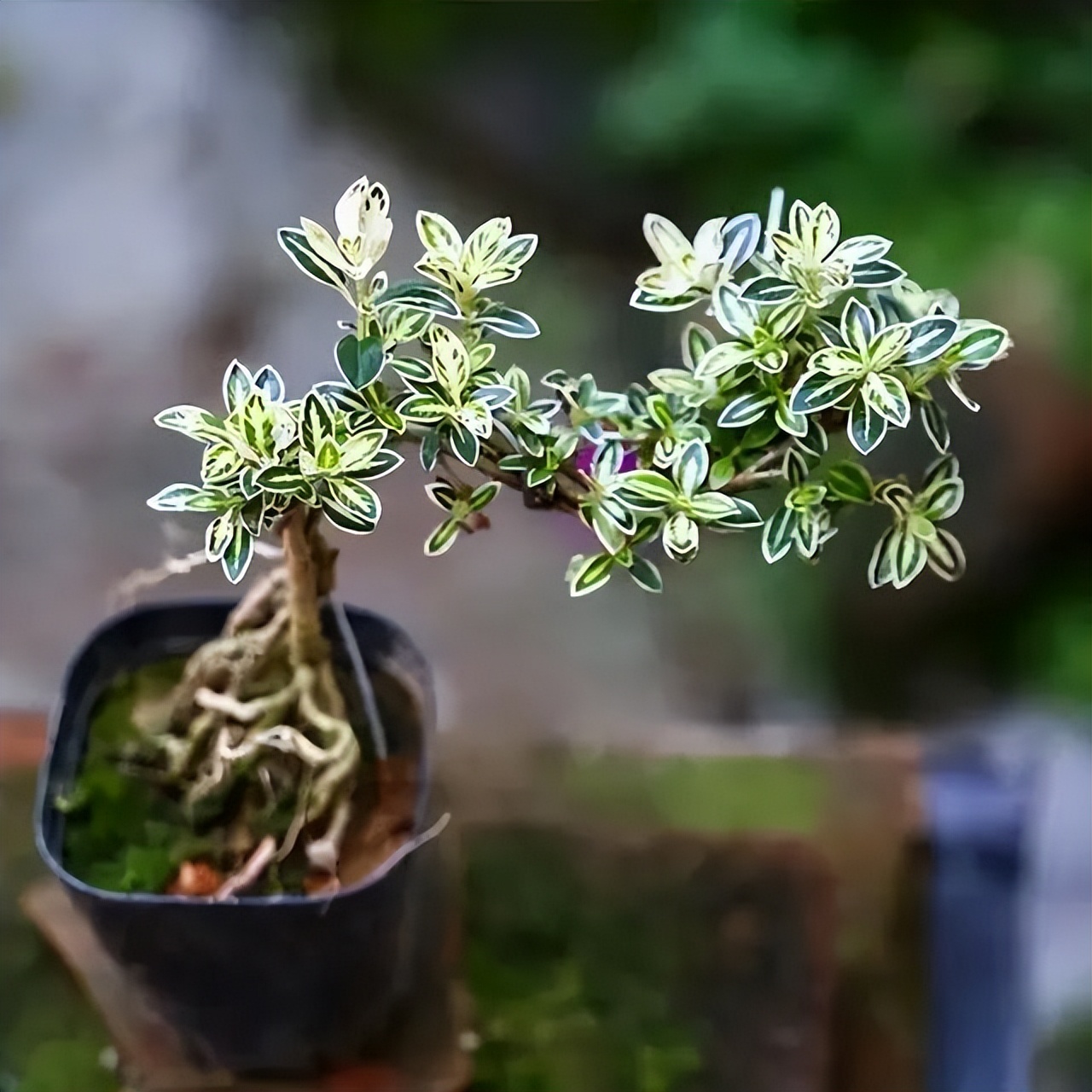 6 cây bonsai phong thủy nên trồng trong phòng khách – tụ vượng khí, giữ tài lộc, nhà càng ở càng thịnh- Ảnh 1.