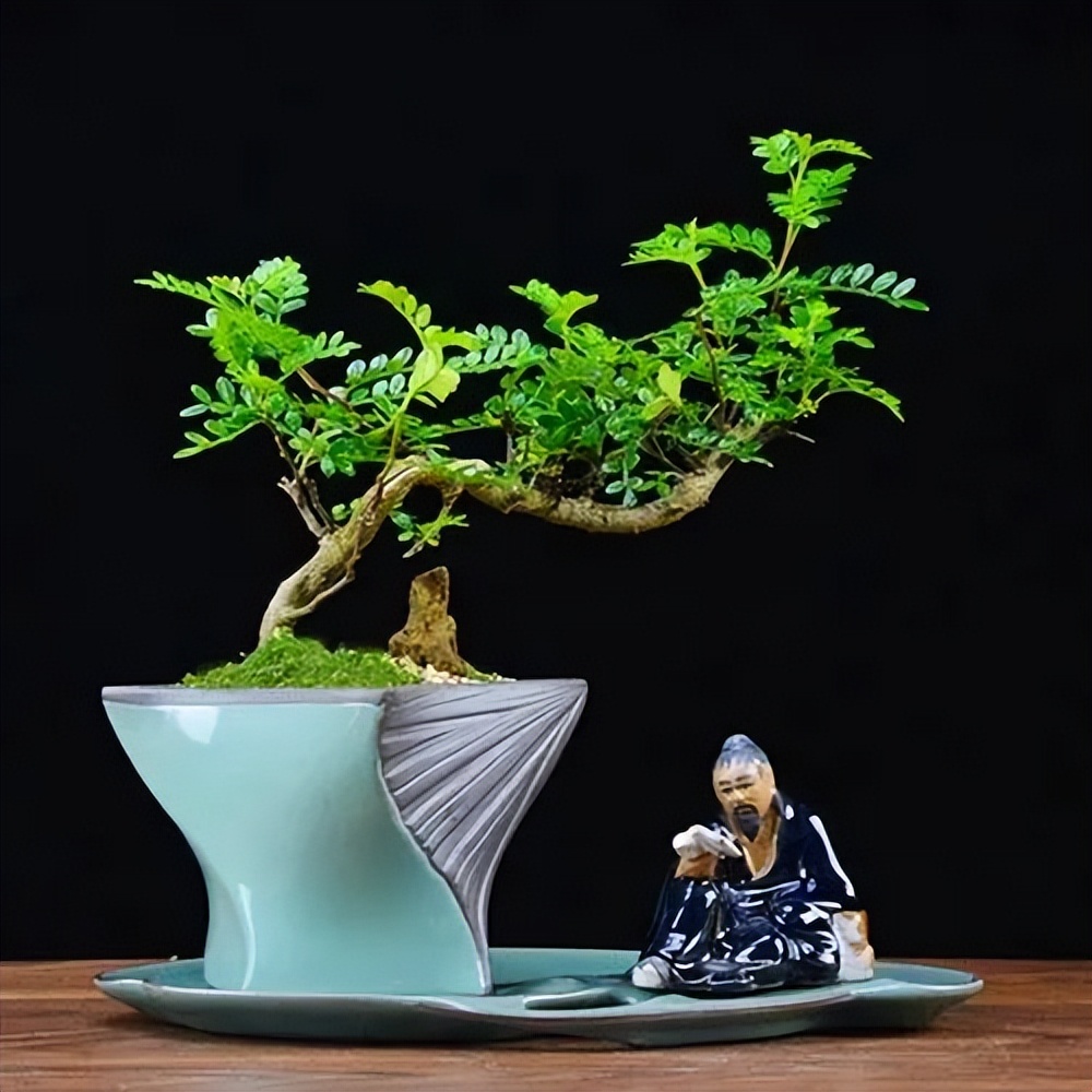 6 cây bonsai phong thủy nên trồng trong phòng khách – tụ vượng khí, giữ tài lộc, nhà càng ở càng thịnh- Ảnh 5.