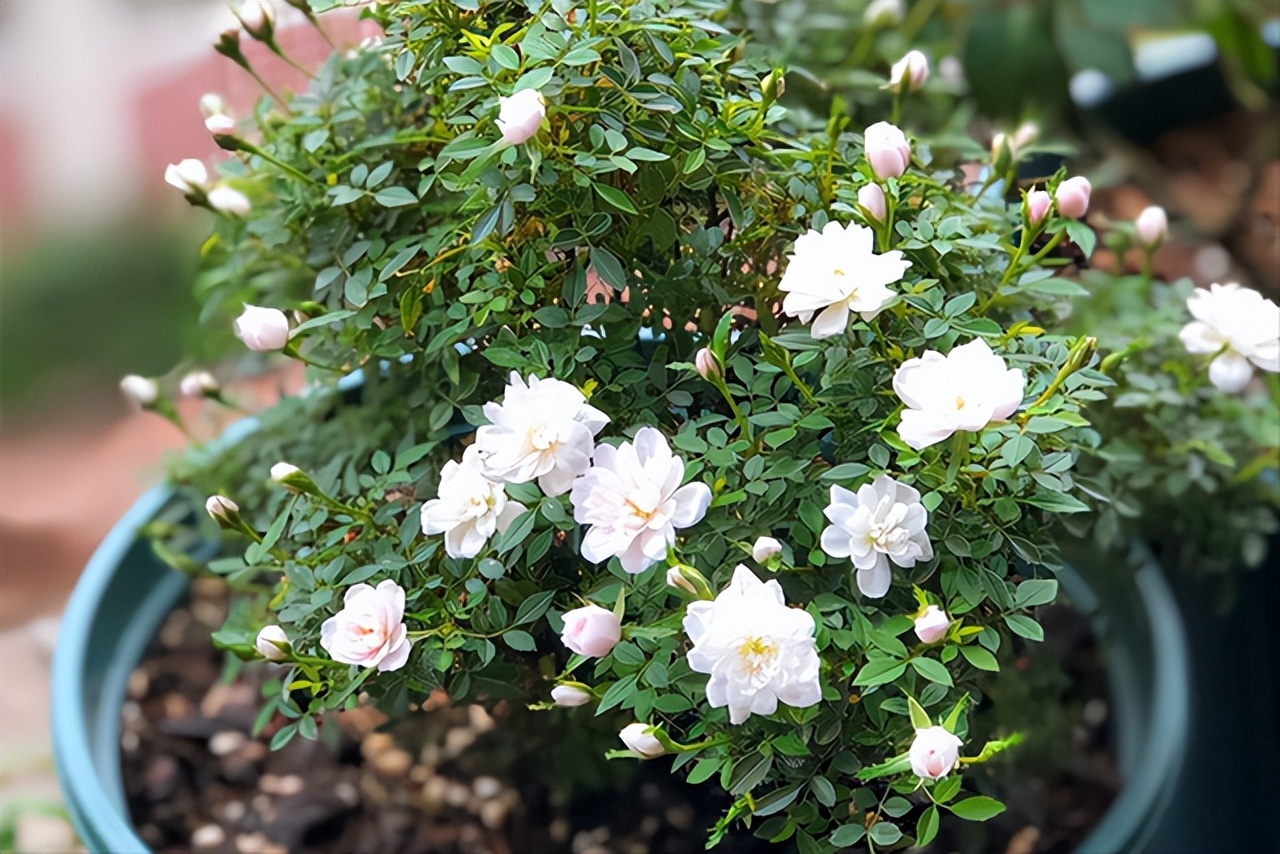 6 cây bonsai phong thủy nên trồng trong phòng khách – tụ vượng khí, giữ tài lộc, nhà càng ở càng thịnh- Ảnh 2.