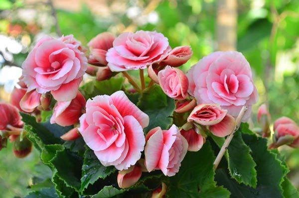 Ít ai biết 5 cây này có thể "cải vận", chỉ cần trồng một chậu dù đang xui đến đâu cũng gặp may- Ảnh 2.