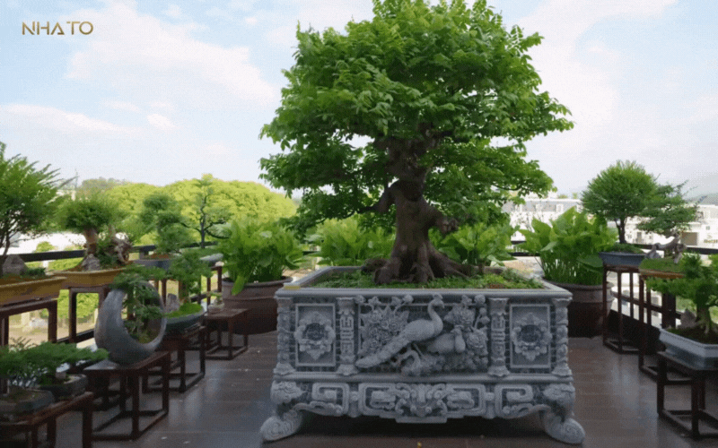 Bên trong biệt phủ hình chữ "H" rộng 1.200m2 đậm chất Á Đông của gia chủ yêu trà đạo- Ảnh 37.