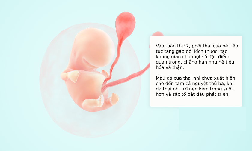 Tuần thai thứ 6: Tim thai “rộn ràng”, túi phôi hiện rõ trên hình ảnh siêu âm- Ảnh 5.