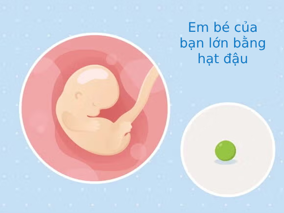 Tuần thai thứ 6: Tim thai “rộn ràng”, túi phôi hiện rõ trên hình ảnh siêu âm- Ảnh 3.