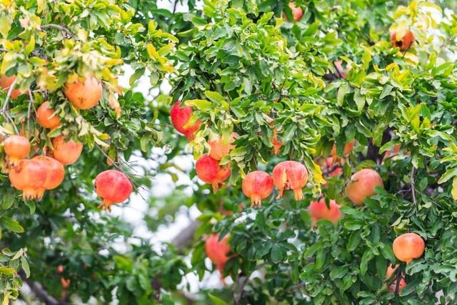 6 cây ăn quả "hút lộc" cho chủ: Cây càng thịnh thì người càng vượng- Ảnh 1.