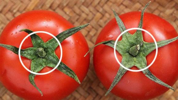 Chủ vườn cà chua tiết lộ: 4 dấu hiệu "vàng" nhận biết quả mọng, nhiều thịt- Ảnh 4. Chủ vườn cà chua tiết lộ: 4 dấu hiệu "vàng" nhận biết quả mọng, nhiều thịt- Ảnh 4.
