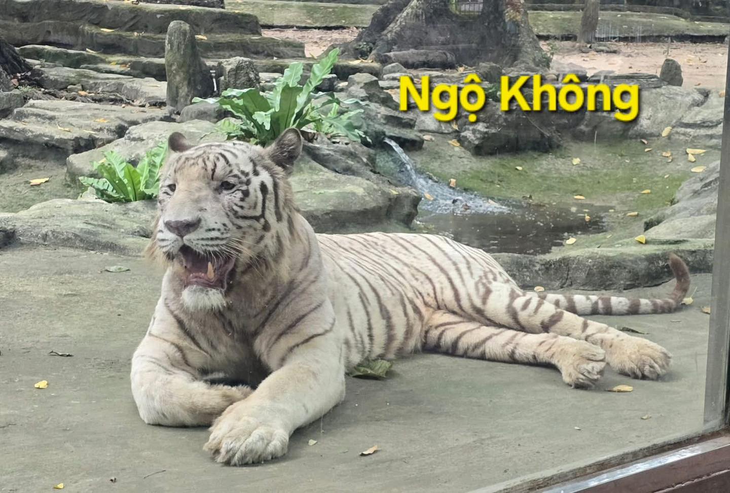 Ngộ Không ở Thảo Cầm Viên qua đời, hàng nghìn người xót xa vì một lý do- Ảnh 2.