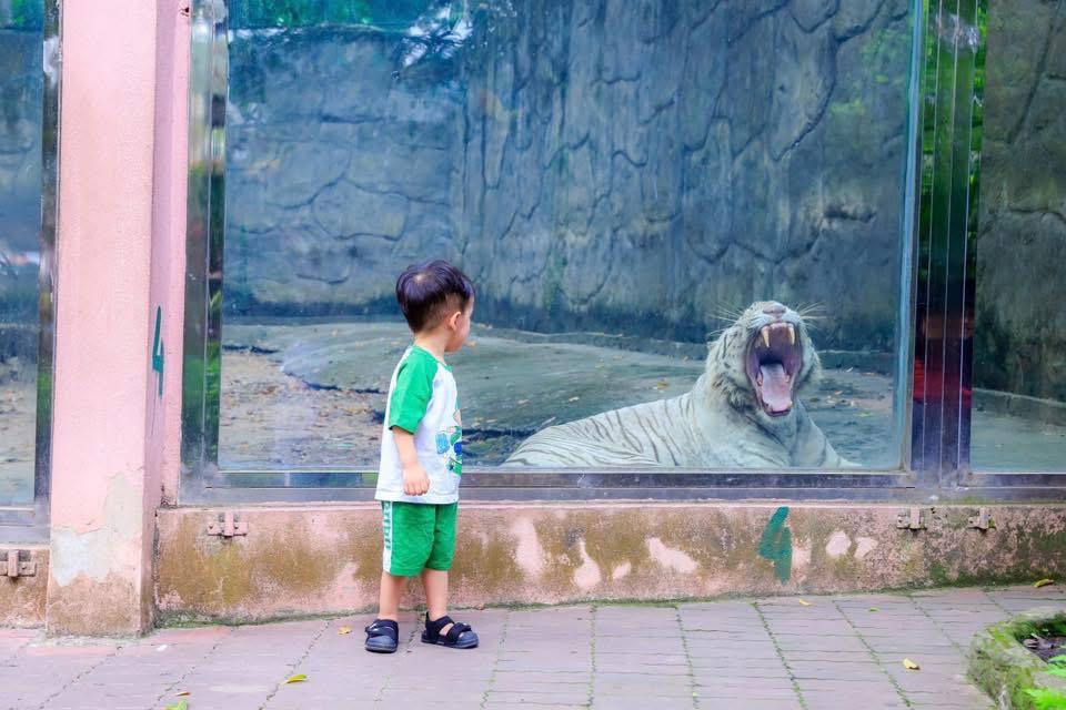 Ngộ Không ở Thảo Cầm Viên qua đời, hàng nghìn người xót xa vì một lý do- Ảnh 1.