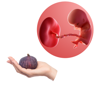 Tuần thai thứ 11: Bé cử động linh hoạt, mẹ lộ rõ vóc dáng phụ nữ mang thai- Ảnh 6. Tuần thai thứ 11: Bé cử động linh hoạt, mẹ lộ rõ vóc dáng phụ nữ mang thai- Ảnh 6.