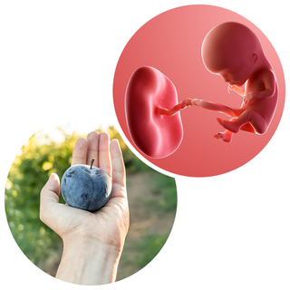 Tuần thai thứ 12: Giai đoạn ốm nghén đã qua, chúc mừng mẹ hoàn thành Tam cá nguyệt thứ nhất!- Ảnh 7.