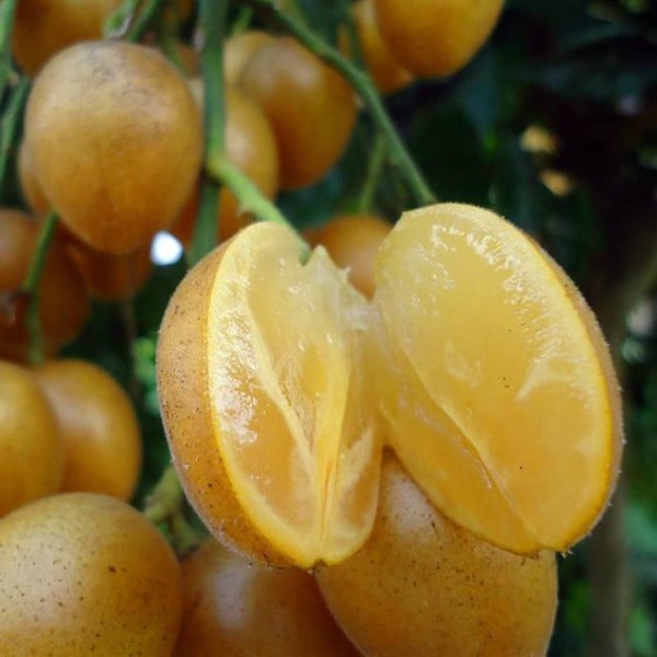 Thứ quả mùa hè "nhỏ nhưng có võ" giúp thanh nhiệt, bổ khí, trừ đờm: Ai cũng nên ăn khi trời nắng nóng- Ảnh 2.