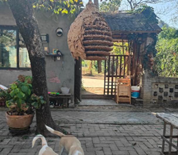 Đừng vội mừng khi thấy 5 loài vật này quanh nhà, có thể là “thư báo” của điềm xui!- Ảnh 1.