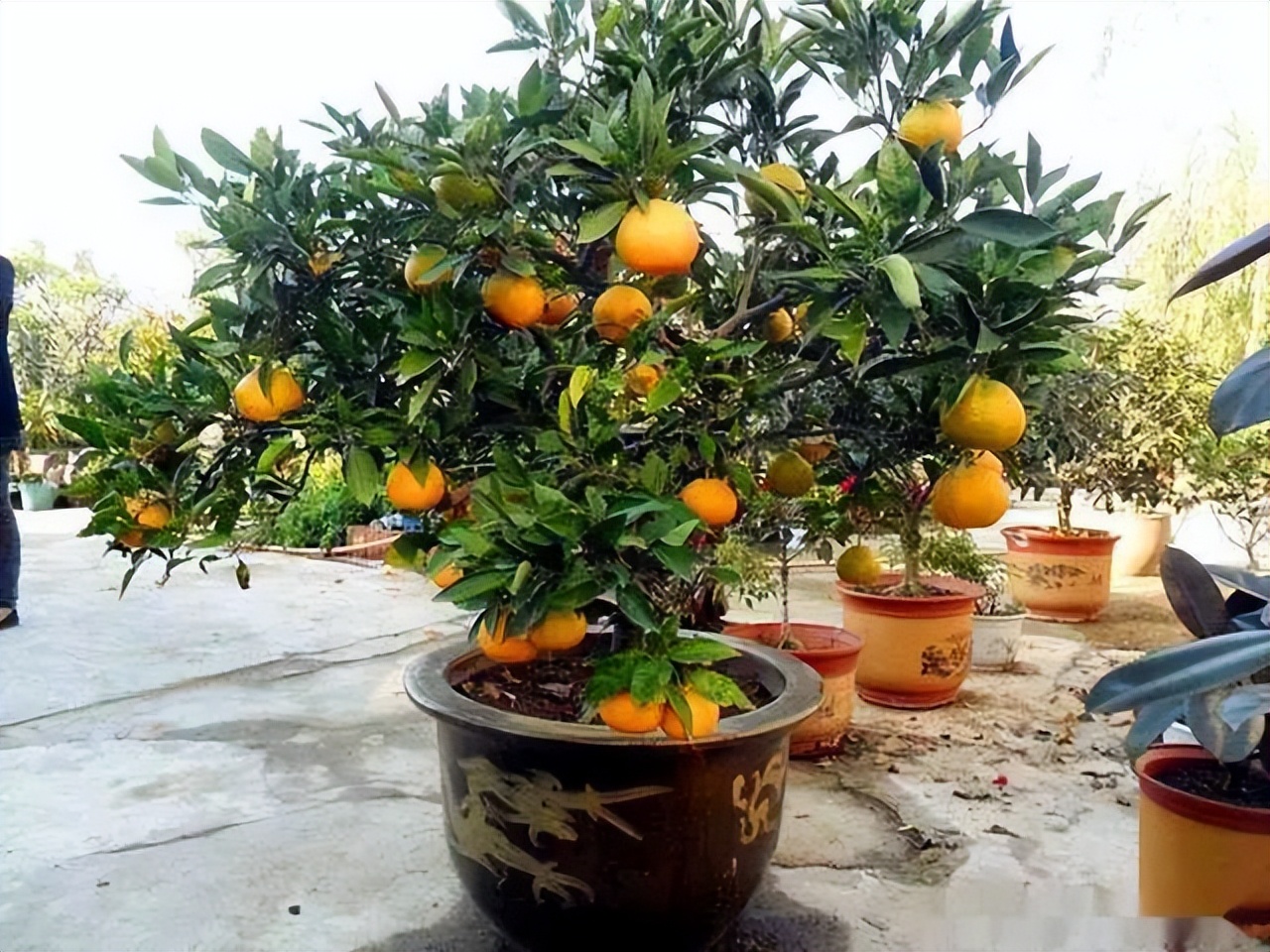 Ông bà xưa nói: Trồng được 1 trong 6 loại cây này trước nhà, tài lộc ắt sẽ ùn ùn kéo đến- Ảnh 3.