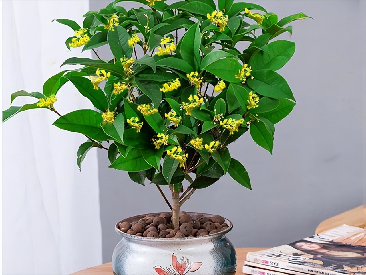 Ông bà xưa nói: Trồng được 1 trong 6 loại cây này trước nhà, tài lộc ắt sẽ ùn ùn kéo đến- Ảnh 1.