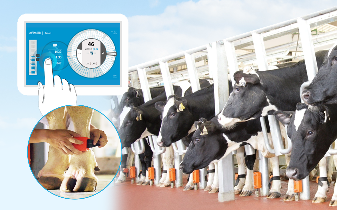 Bạn có biết: Con chip điện tử - “mắt thần” tạo cho mỗi cô bò sữa TH true MILK một hồ sơ sức khỏe riêng- Ảnh 1.
