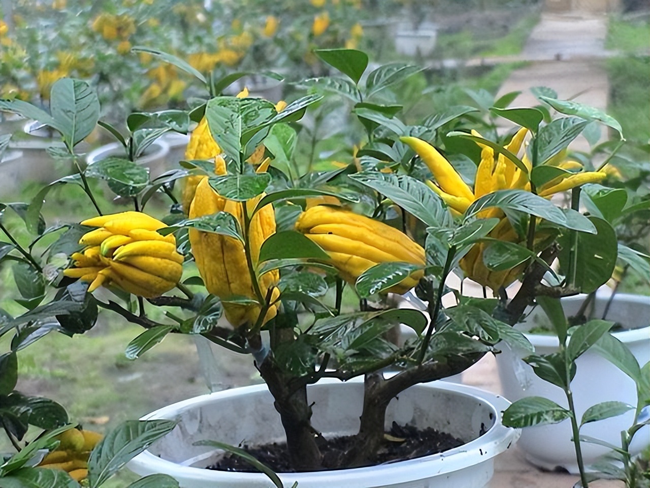 Ông bà xưa nói: Trồng được 1 trong 6 loại cây này trước nhà, tài lộc ắt sẽ ùn ùn kéo đến- Ảnh 2.