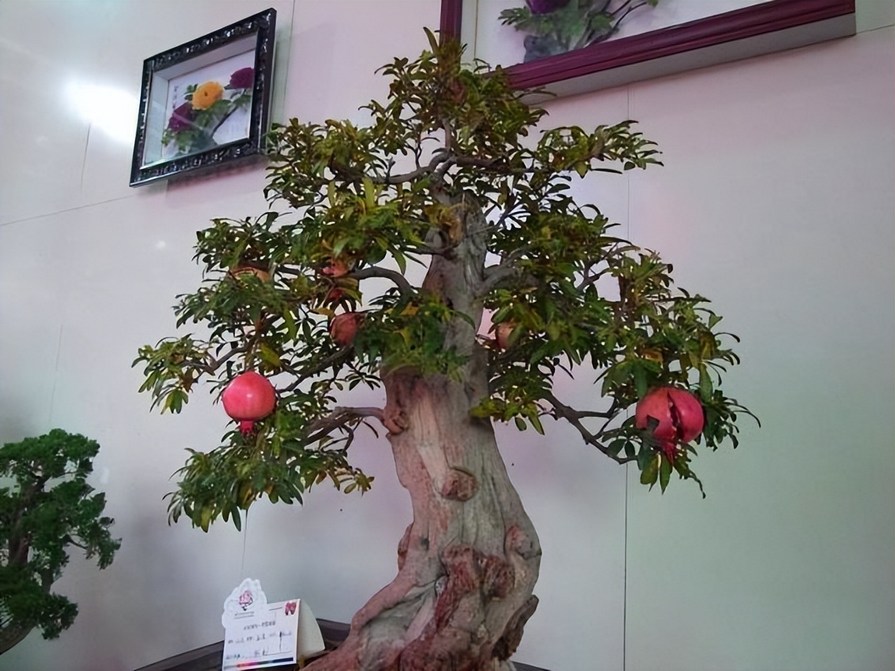 Ông bà xưa nói: Trồng được 1 trong 6 loại cây này trước nhà, tài lộc ắt sẽ ùn ùn kéo đến- Ảnh 4.