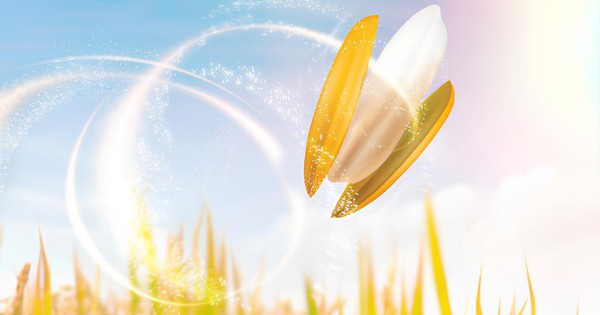 Người Việt dùng dầu gạo lứt chất lượng với giá hợp lý nhờ lợi thế này- Ảnh 1.