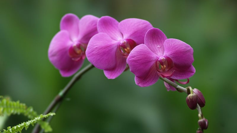 Người mệnh Thổ hợp trồng cây cảnh gì?- Ảnh 5.