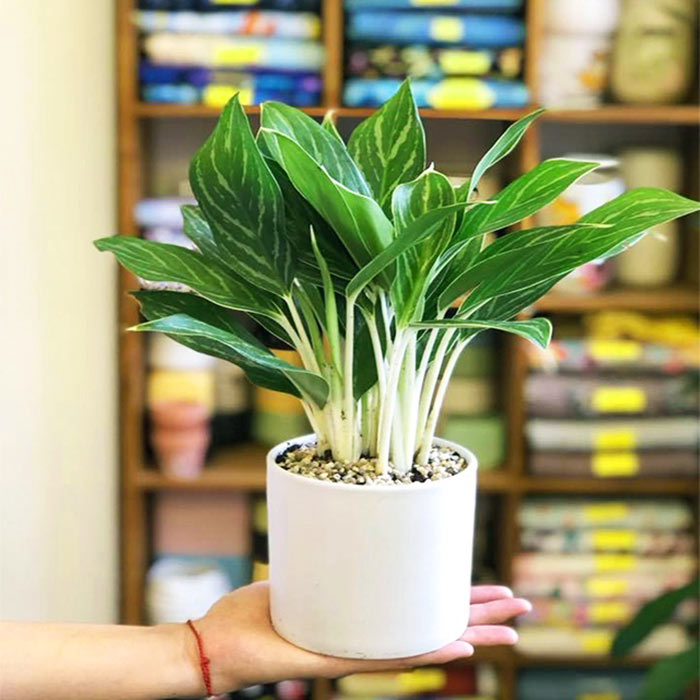 Người mệnh Thủy nên trồng cây gì? 6 loại cây phong thủy giúp dòng tiền luôn chảy vào nhà- Ảnh 4.