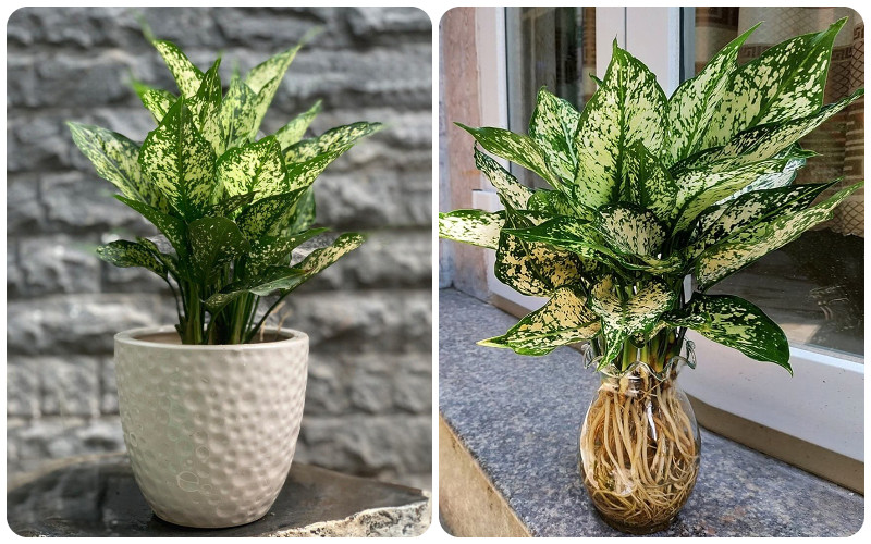 Người mệnh Thủy nên trồng cây gì? 6 loại cây phong thủy giúp dòng tiền luôn chảy vào nhà- Ảnh 3.