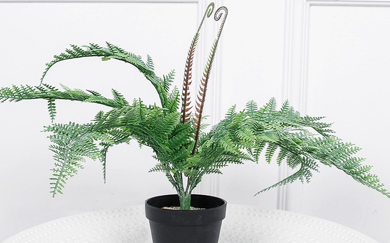 Người mệnh Thủy nên trồng cây gì? 6 loại cây phong thủy giúp dòng tiền luôn chảy vào nhà- Ảnh 5.
